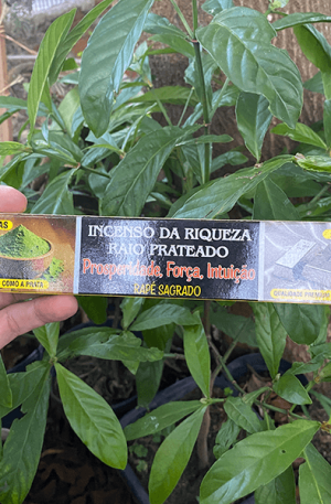 Incenso da Riqueza Raio Prateado – Rapé Sagrado (caixa)